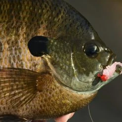 Z-Man Larvaz -Karl’s Baits Shop lifestyle larvaz zman fishmouth 1