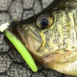 Z-Man Micro TRD -Karl’s Baits Shop lifestyle microtrd zman coppertreuse 2