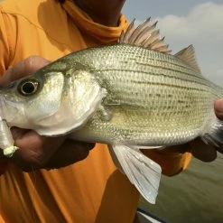 Z-Man Stingerz 13 Z-Man Stingerz -Karl’s Baits Shop lifestyle stingerz zman fishmouth 1